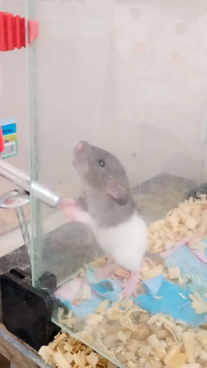 3 ratos Dumbo com terrário