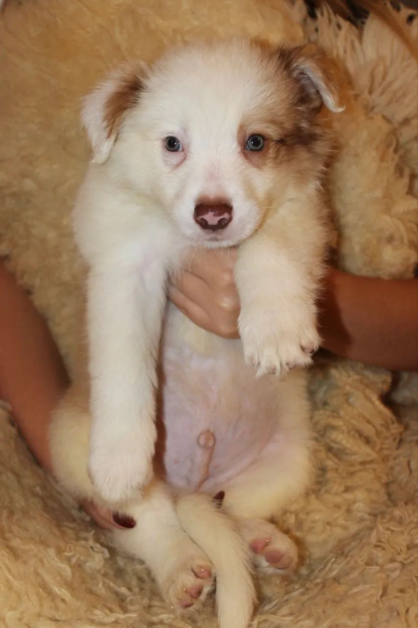 Filhotes Border Collie Macho  - Foto 3