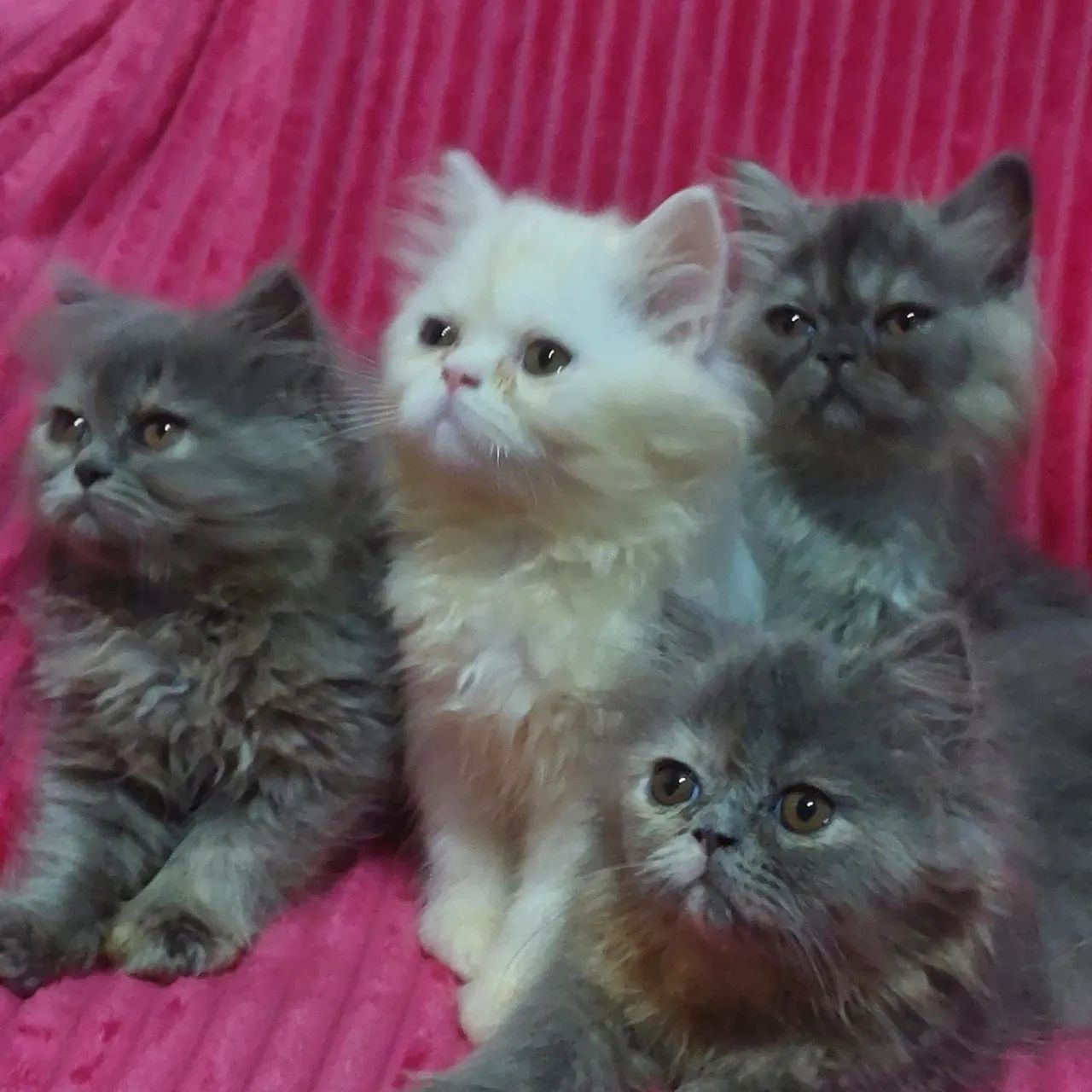 Gato persa fêmea e macho com 65 dias rasa pura - Foto 2