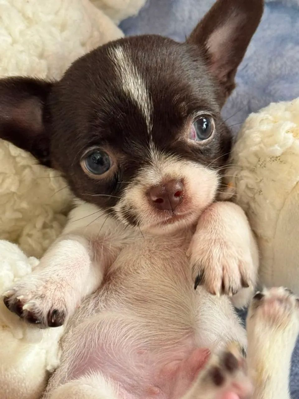 Chihuahua macho bicolor. Pelagem curta fofo e pequeno! - Foto 2