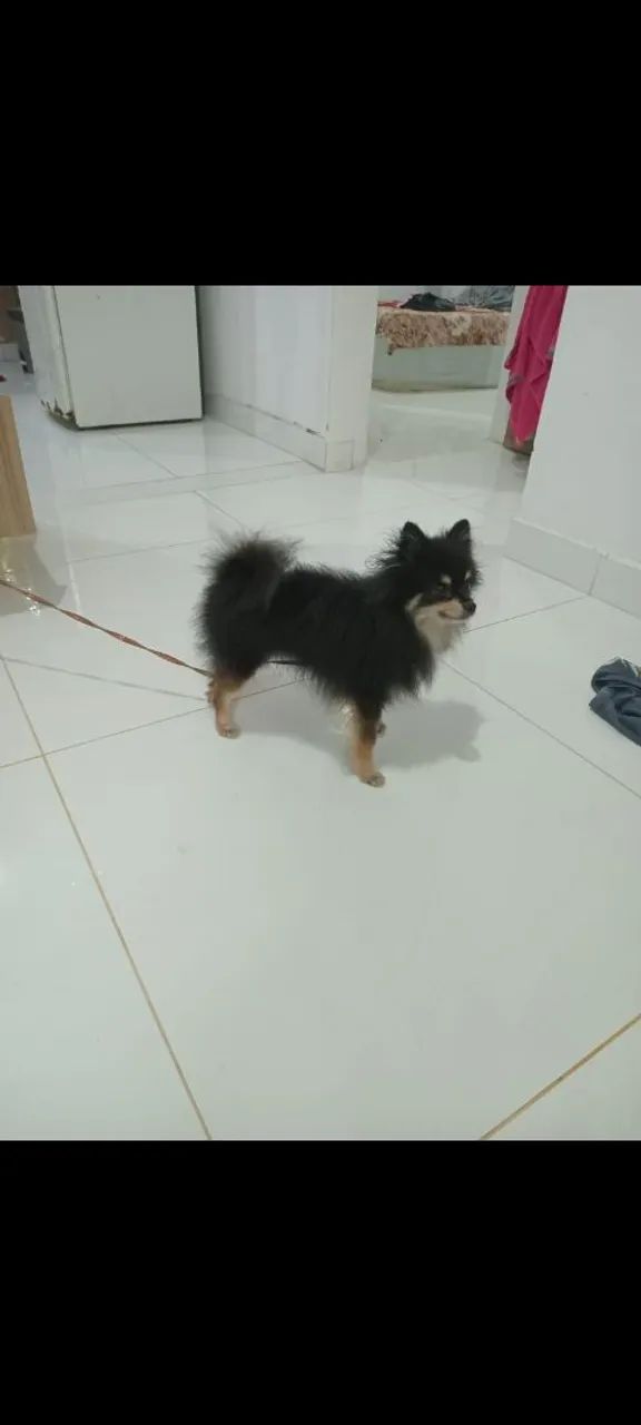 Vende se cachorro  - Foto 5