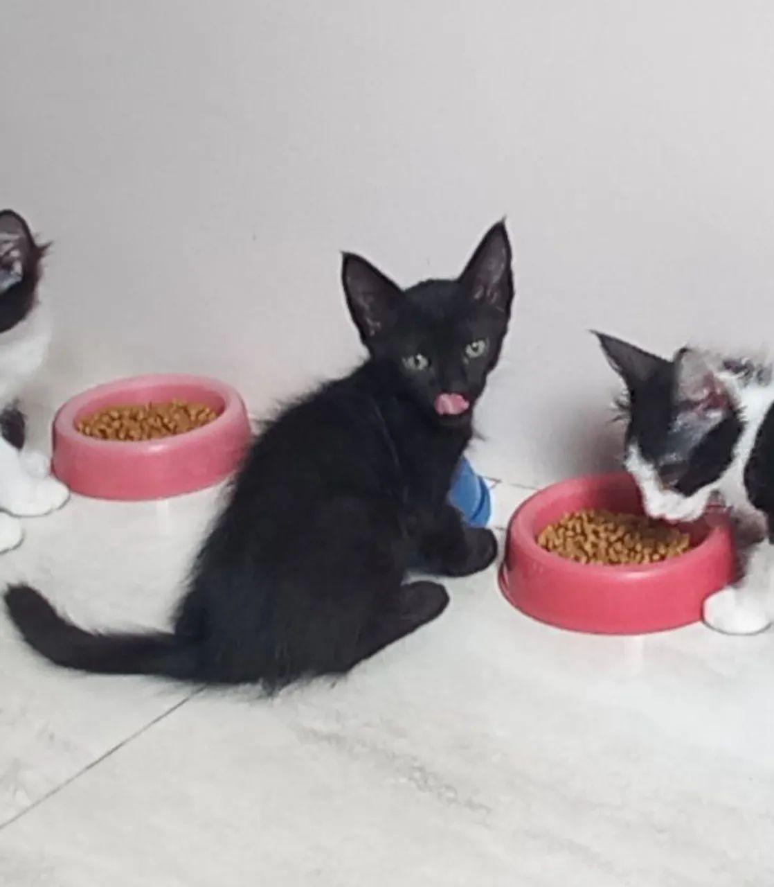 Adoção Responsável  - Foto 3