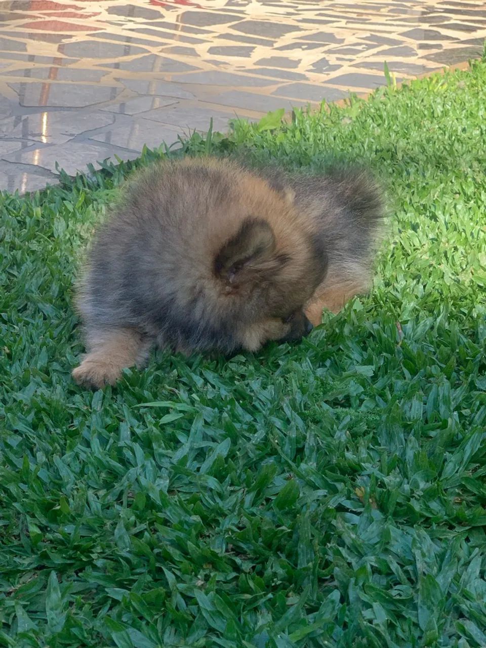 Spitz alemão  - Foto 4