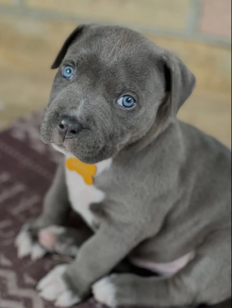 American Bully - Foto 5