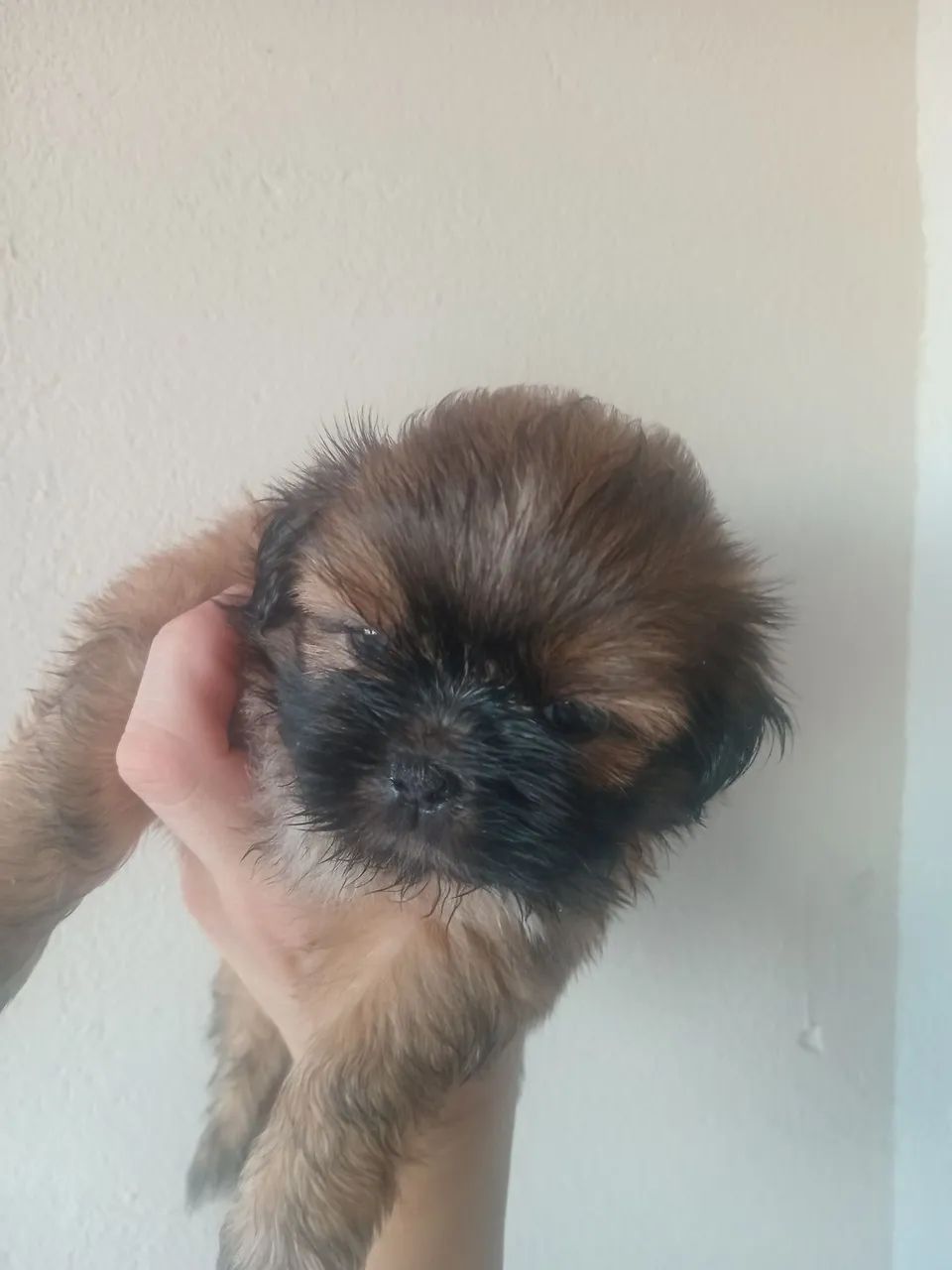 shitzu  - Foto 3