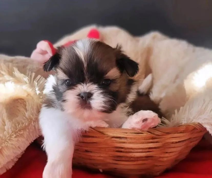 Mini shihtzu disponível  - Foto 4