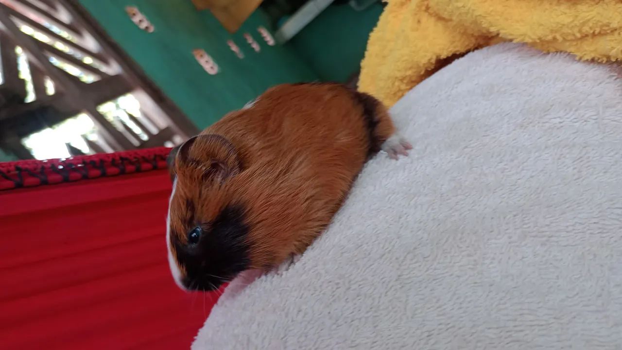 Porquinhos da índia  - Foto 5