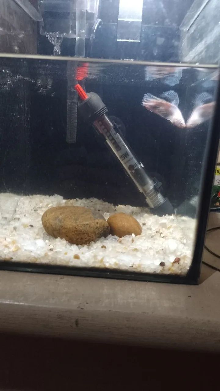 Aquário  - Foto 4