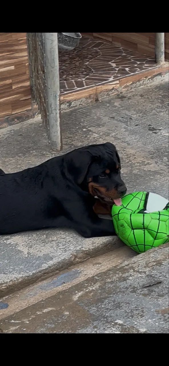 Disponível  - Foto 2