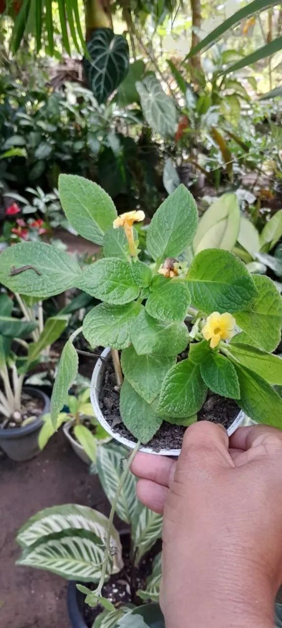 Plantas variadas  - Foto 2