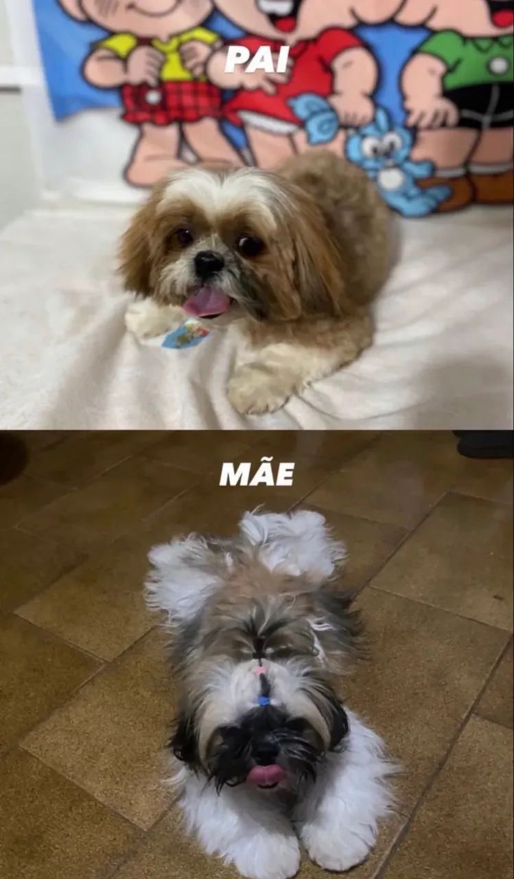 SHIH TZU MINI MACHO - Foto 3