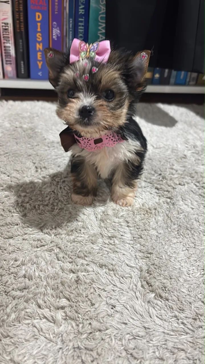 Mini yorkshire 