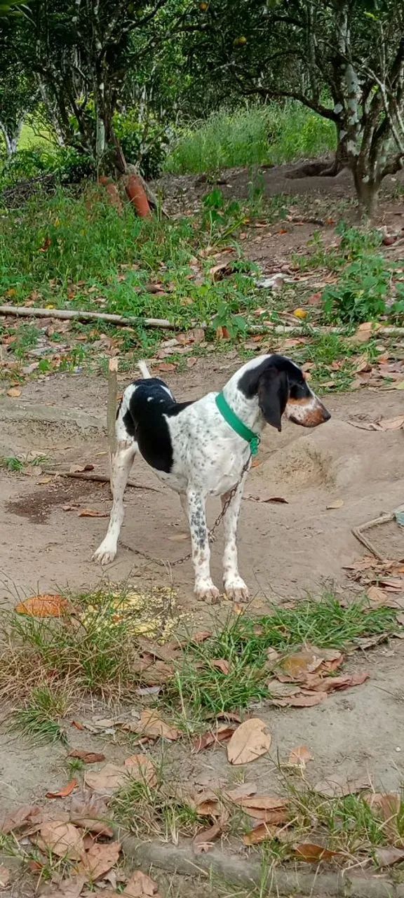 Cães  - Foto 3