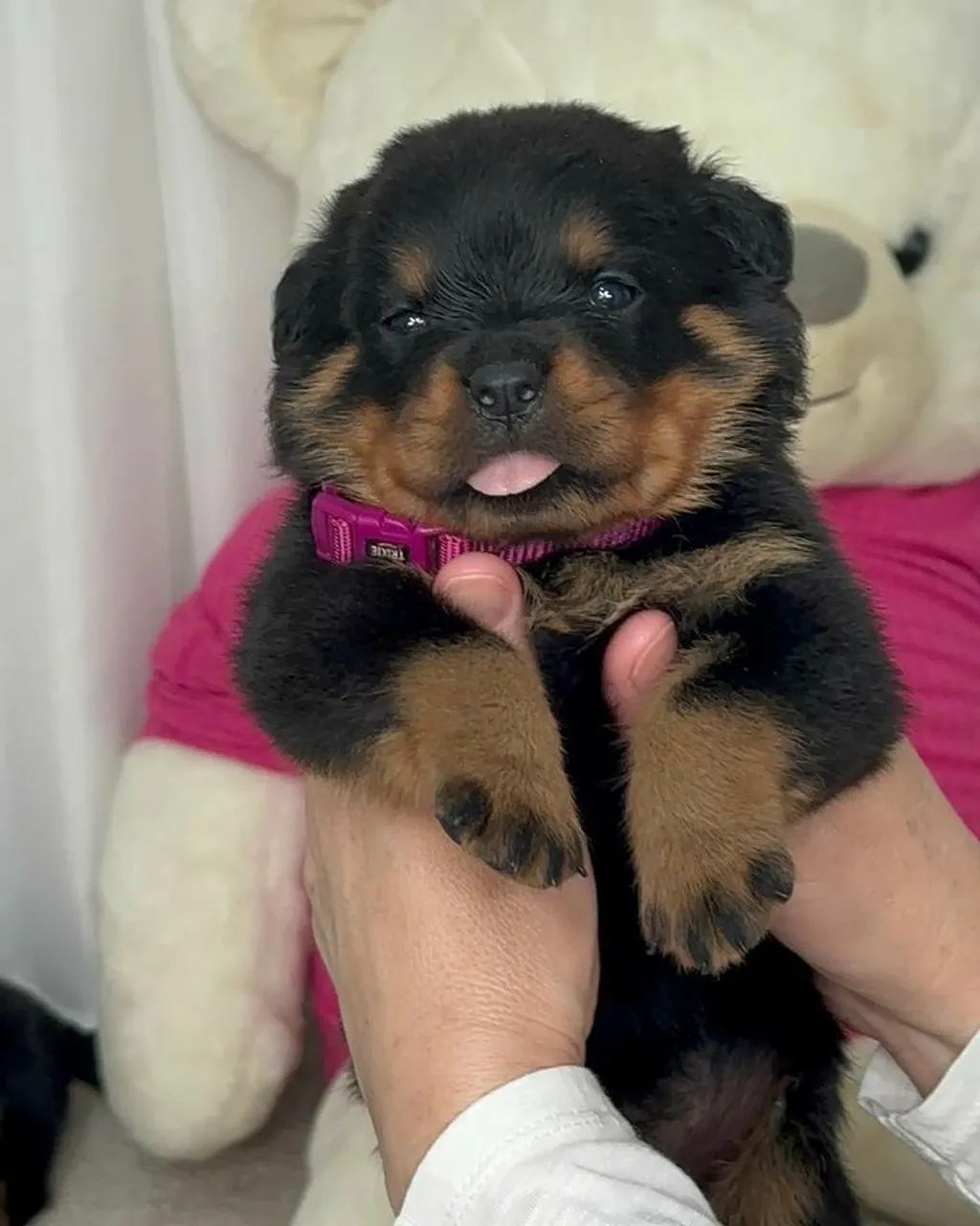 Rottweiler alemão  - Foto 2