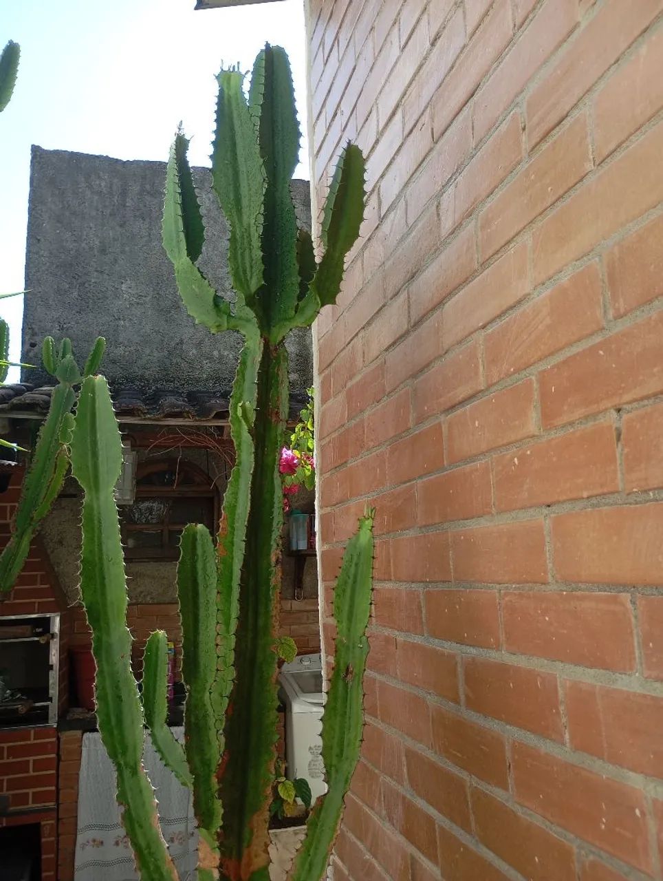 Cactos  Monstro e Candelabro - Foto 3