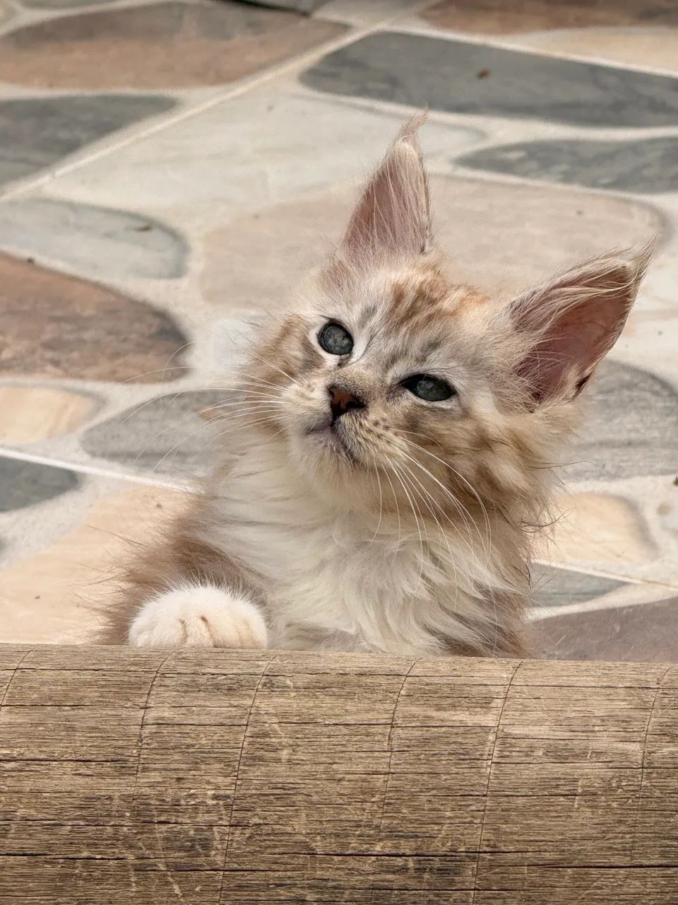 Filhotes Maine Coon o gato Gigante  - Foto 3