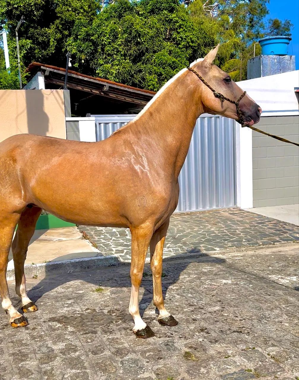 Égua Mangalarga Marchador  - Foto 2