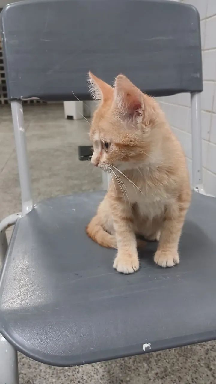 Filhote de gata, fêmea,  3 meses, é carinhosa  - Foto 4