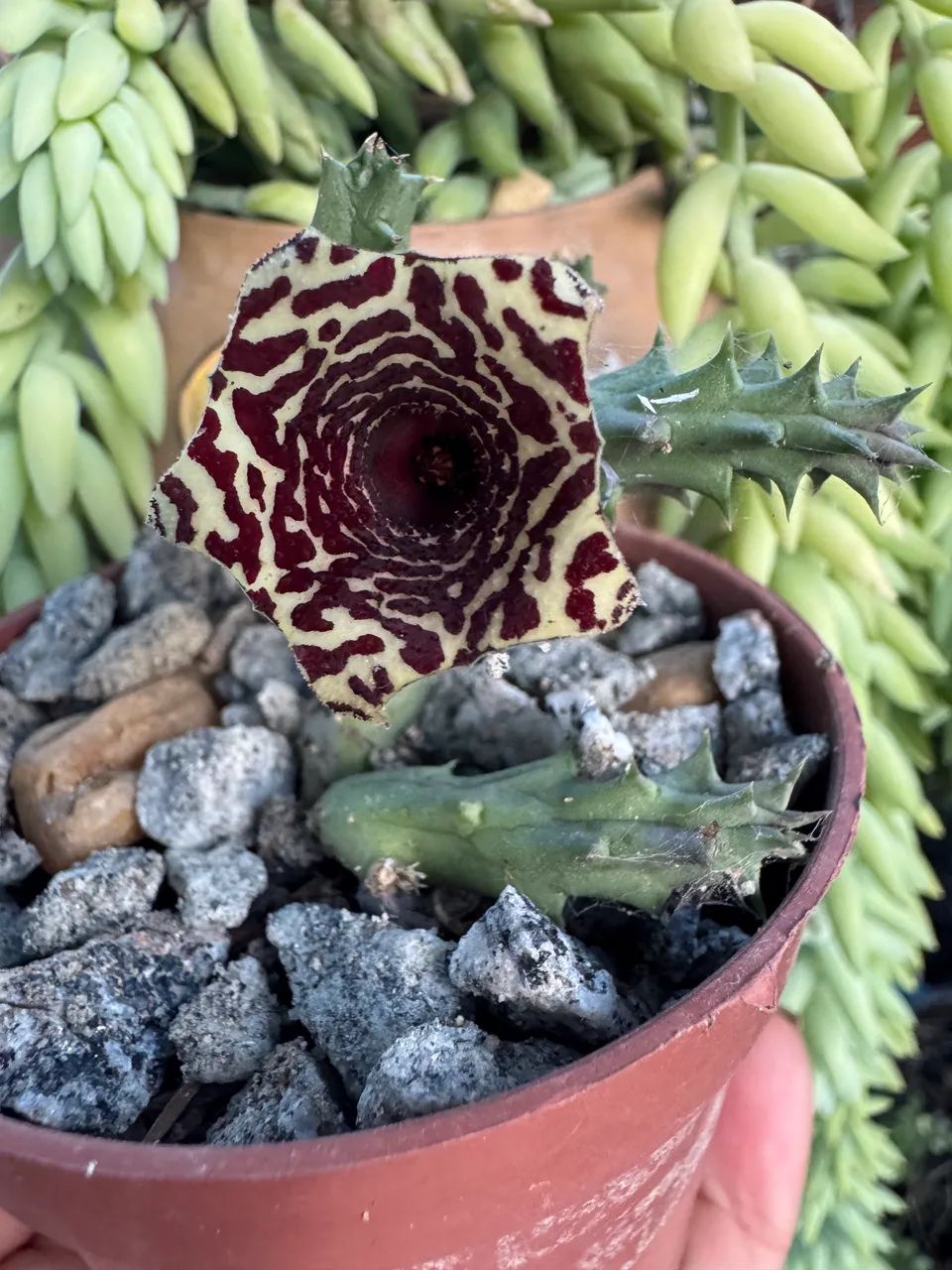 Suculentas  - Foto 2