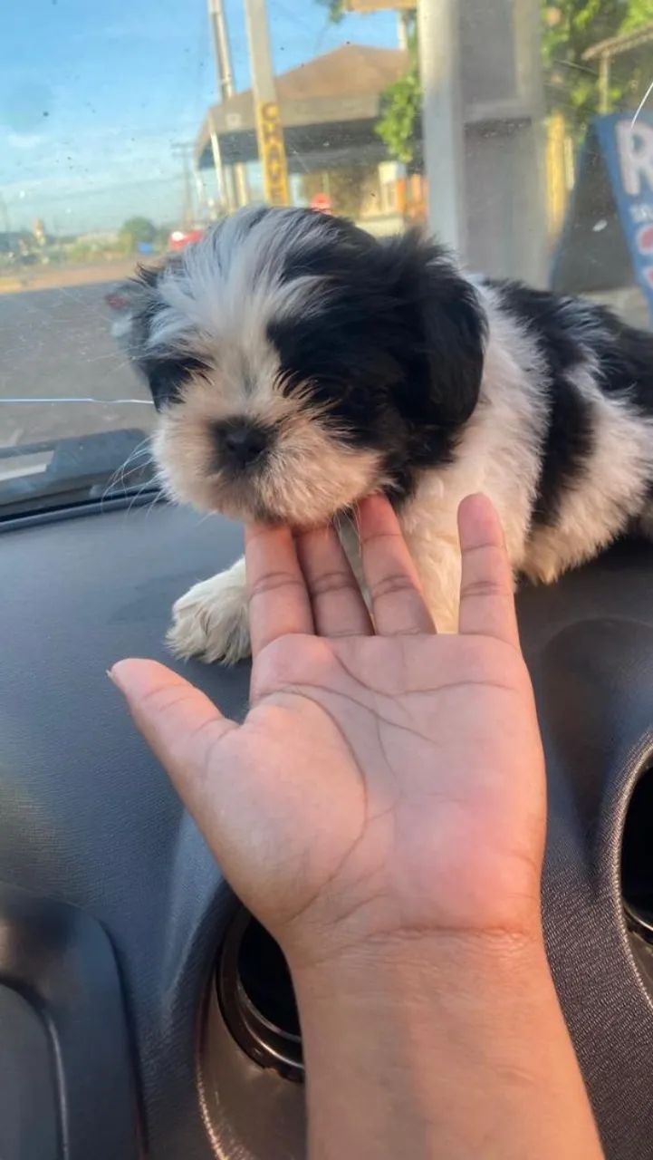 Cachorro Shitzu  - Foto 5
