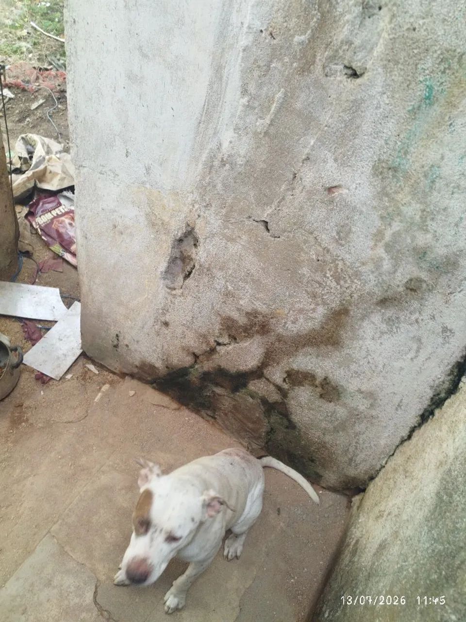 Doa se cão macho Pit Bull  - Foto 4