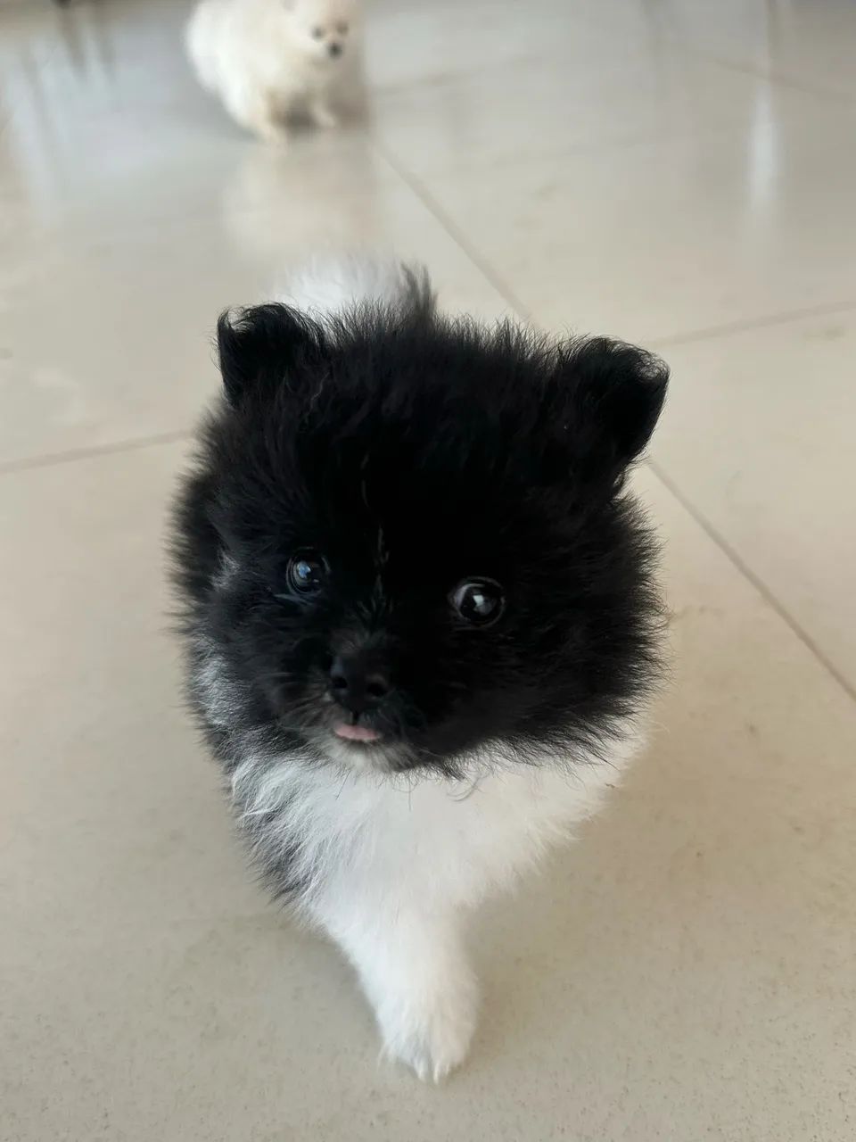 Spitz Alemão Macho Preto e Branco - Foto 3