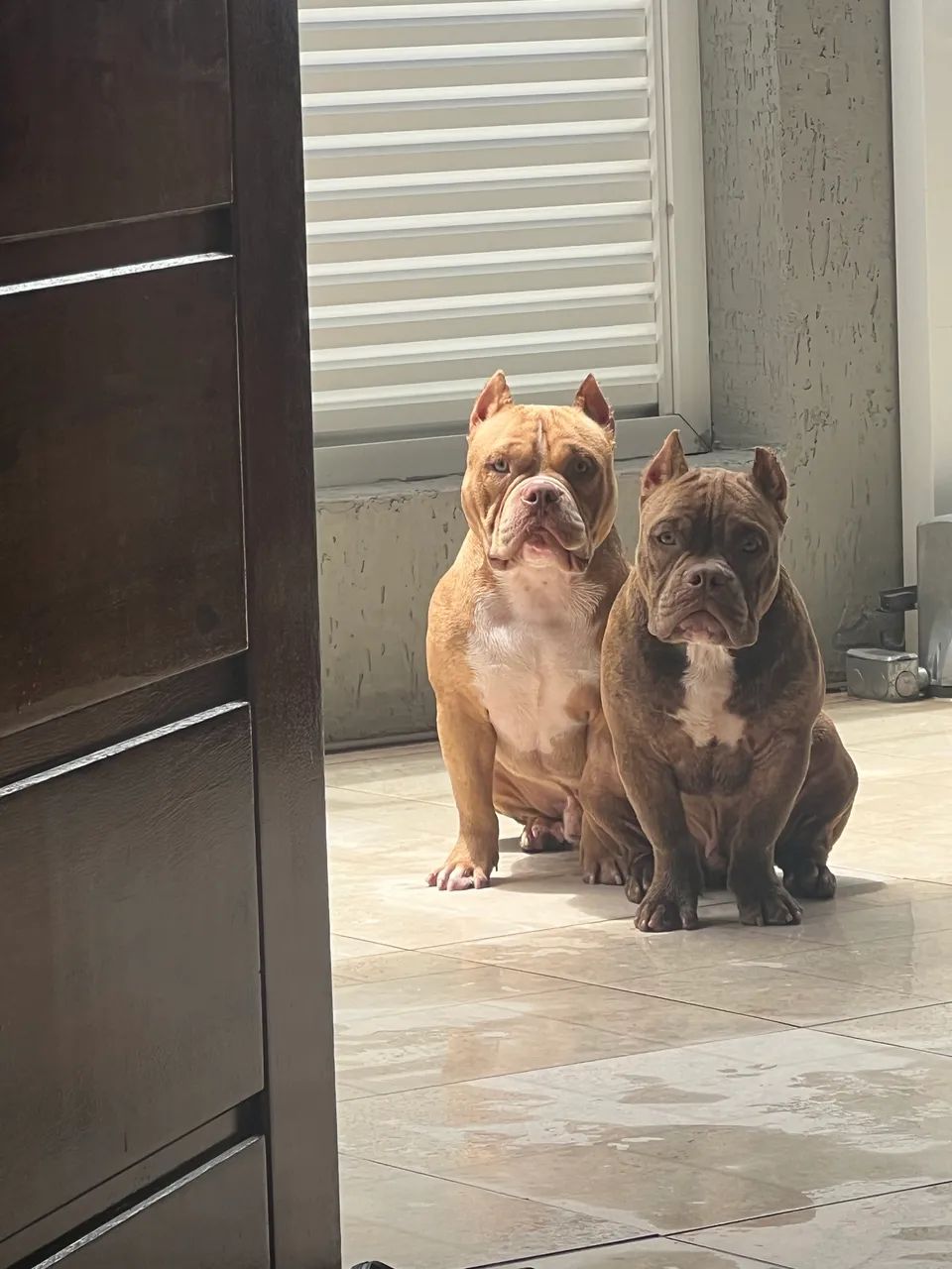 Doação - cachorros - Foto 2