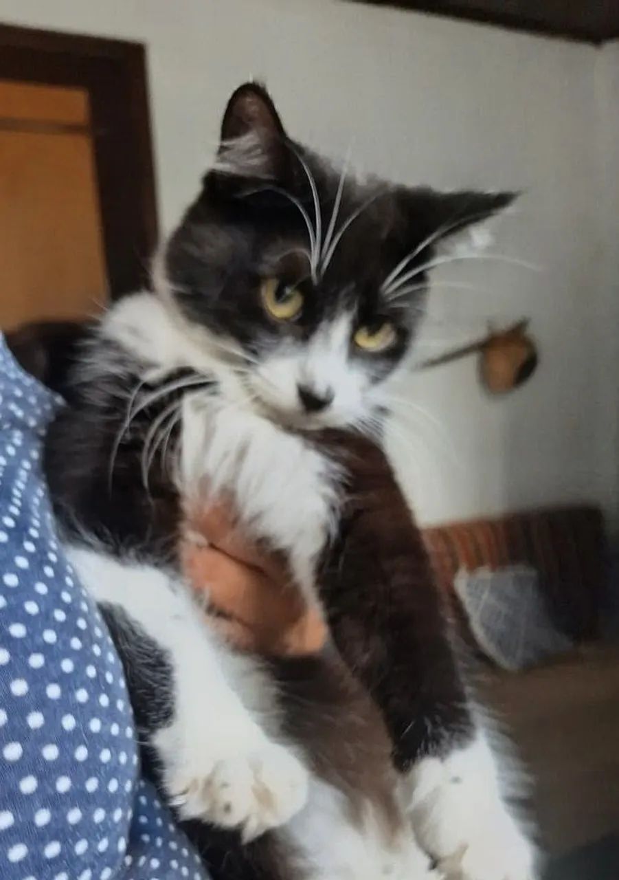 Gata frajola, preta e branca linda, pelo macio, muito fofa - Foto 6