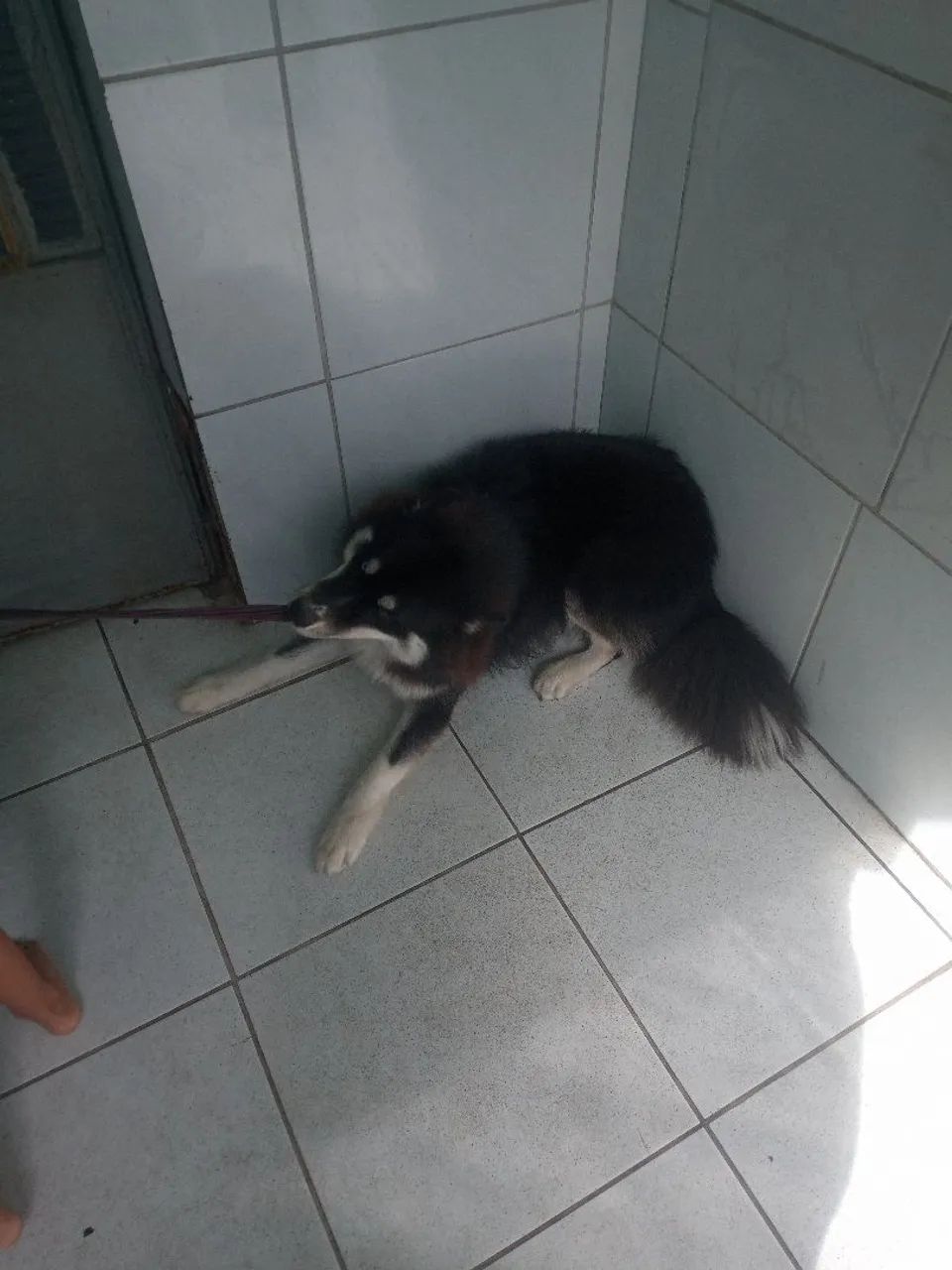 A procura De Uma Namorada 