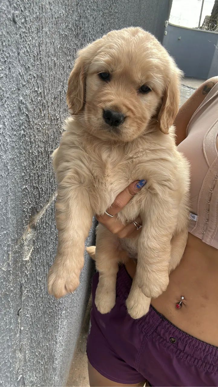 Cachorro - Foto 2