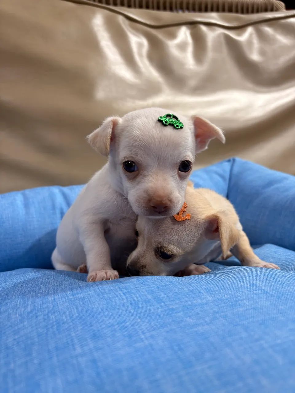 Filhote Pinscher macho   - Foto 2