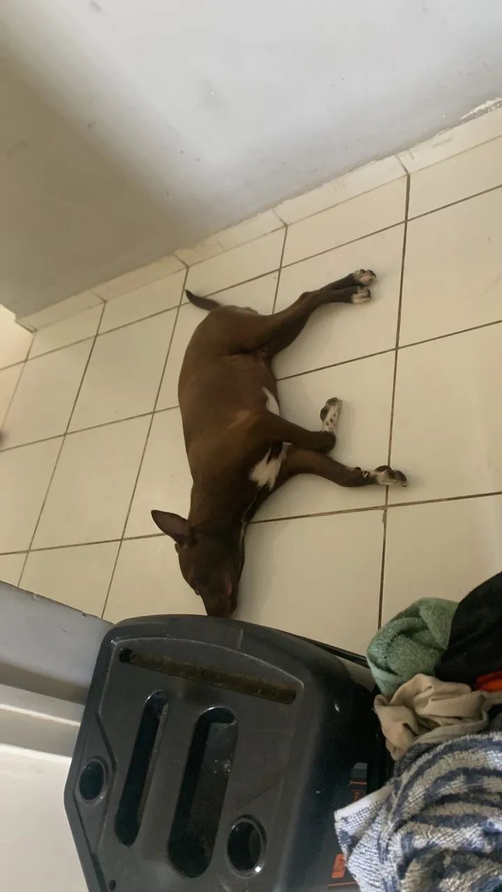 Doação  - Foto 4