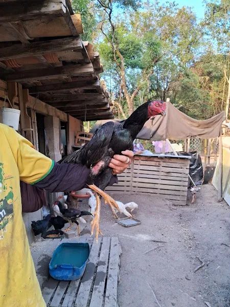 Galo Indio  - Foto 3