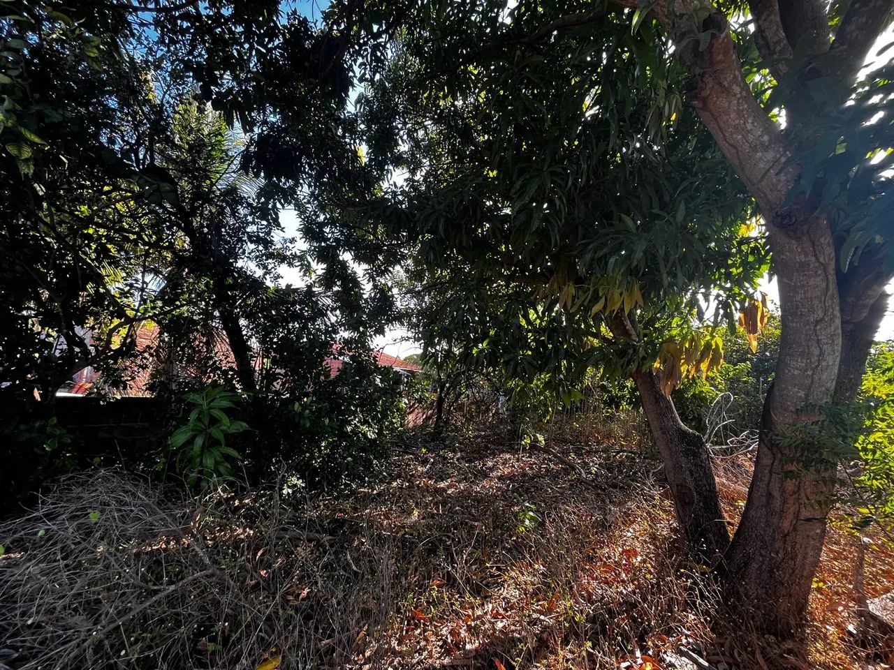 VENDO OU TROCO Terreno - Pacajús (Curimatã) - Foto 2