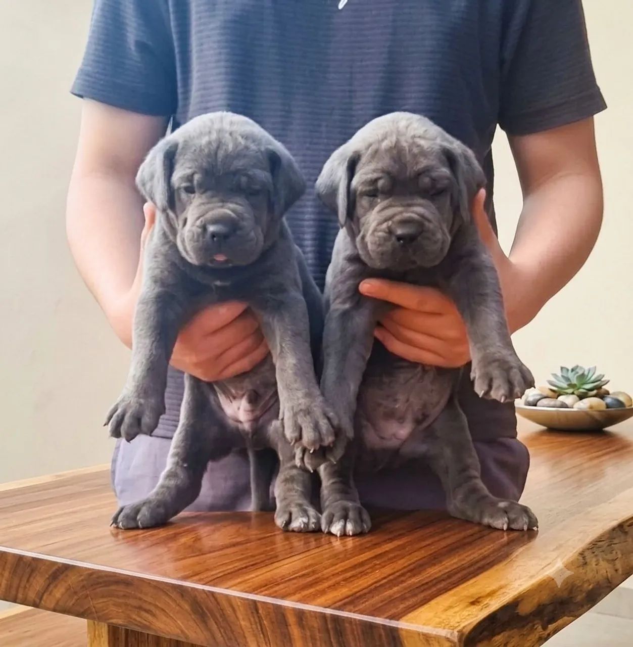 Filhotes de Cane Corso com Pedigree  - Foto 3