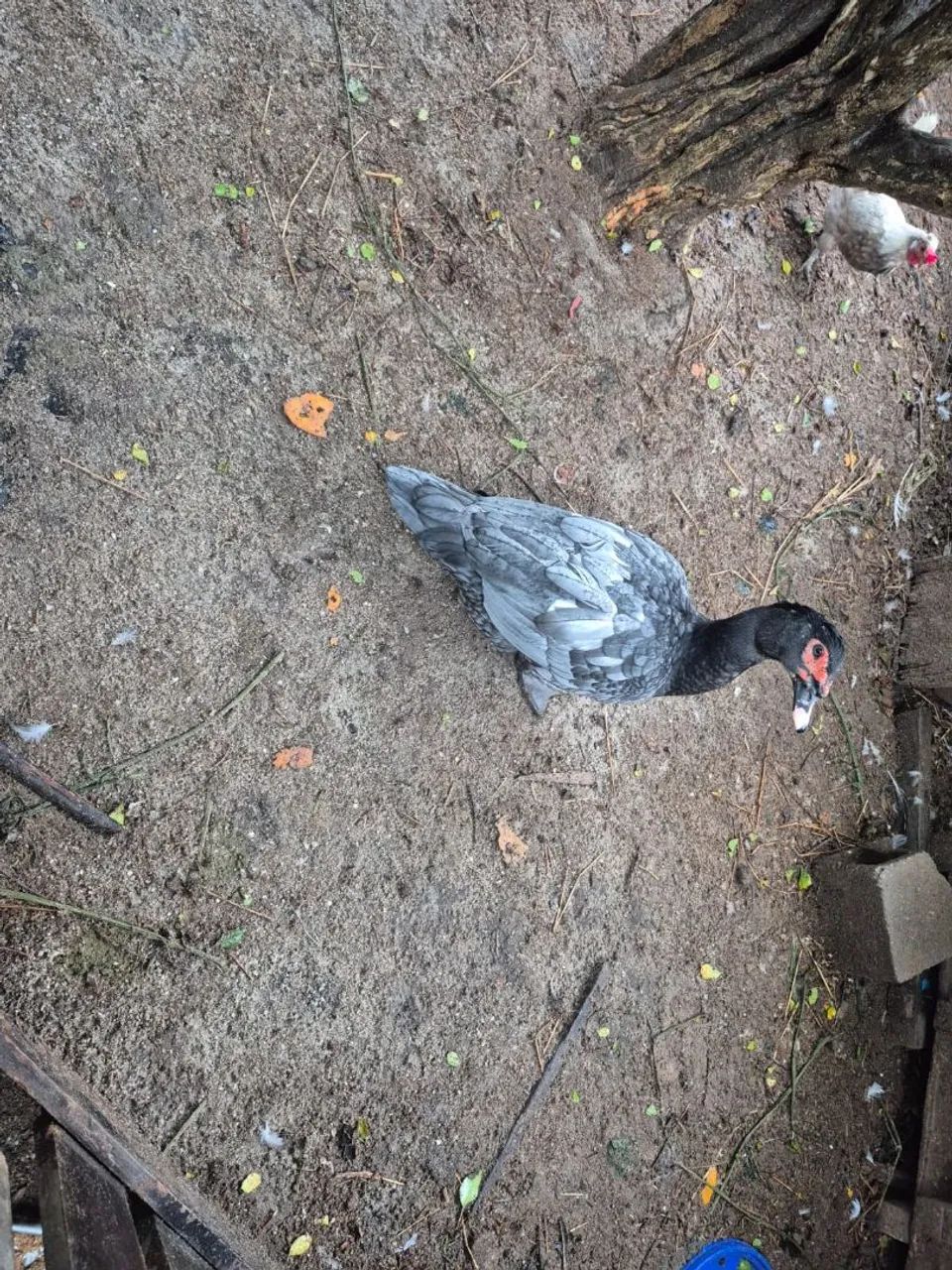 Patos
