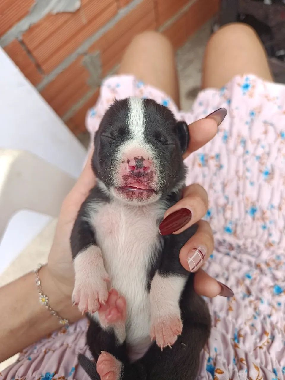 Doação NAO É DE RAÇA.!!! - Foto 3