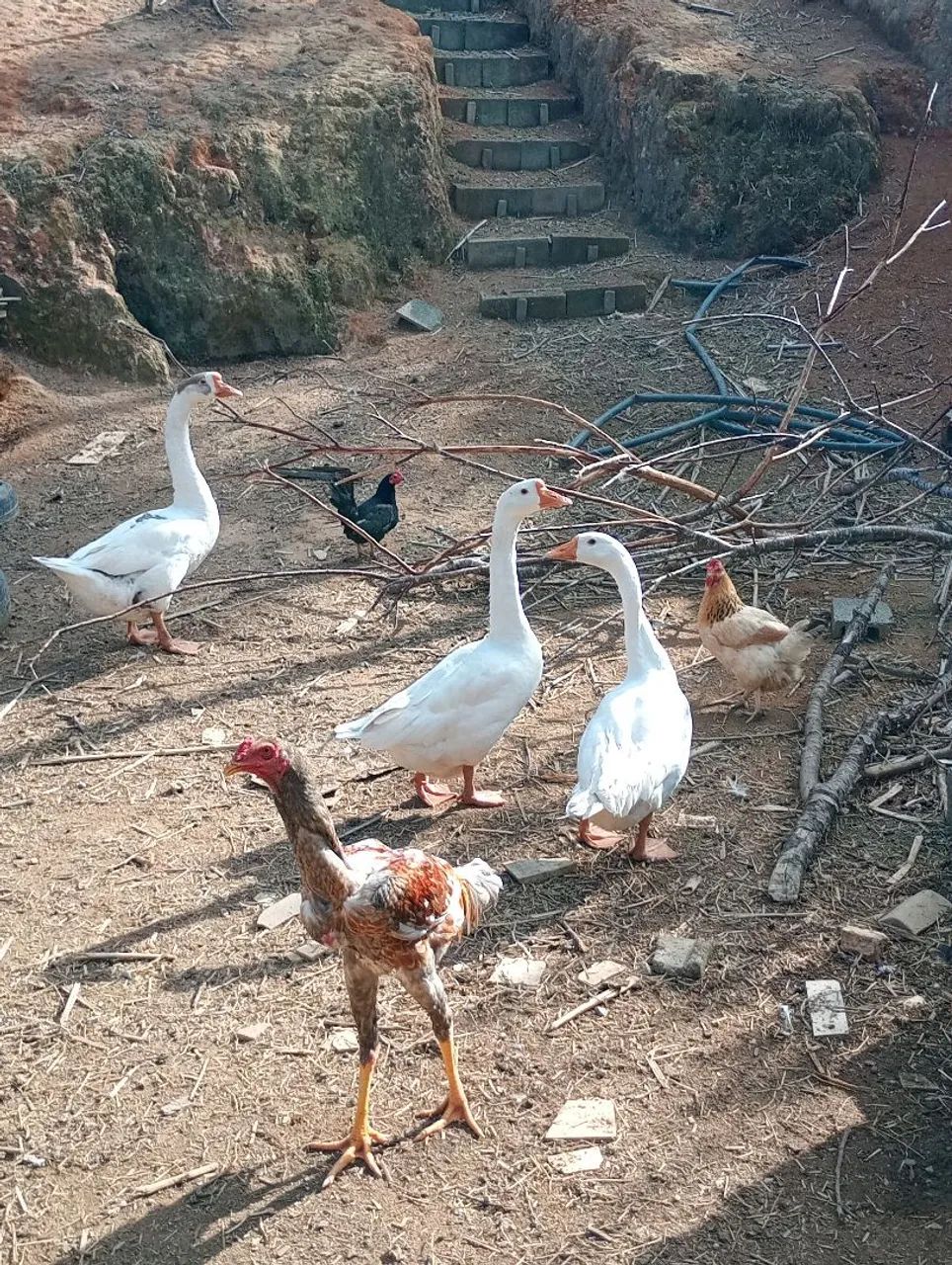 Galinhas e galos etc... Preços na descrição 