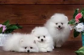 spitz alemao Cheio de energia