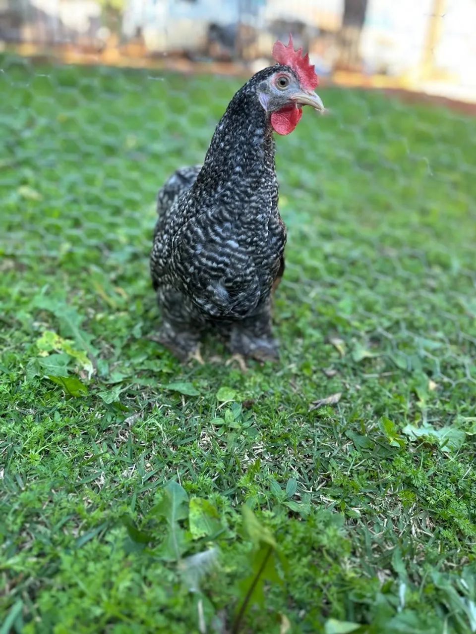 Frango mini cochim barrado  - Foto 4
