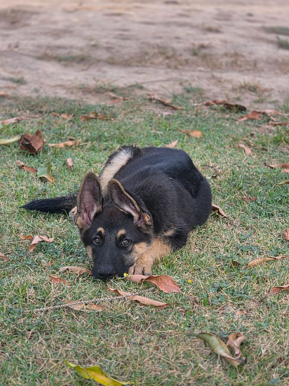Pastor Alemão Policial