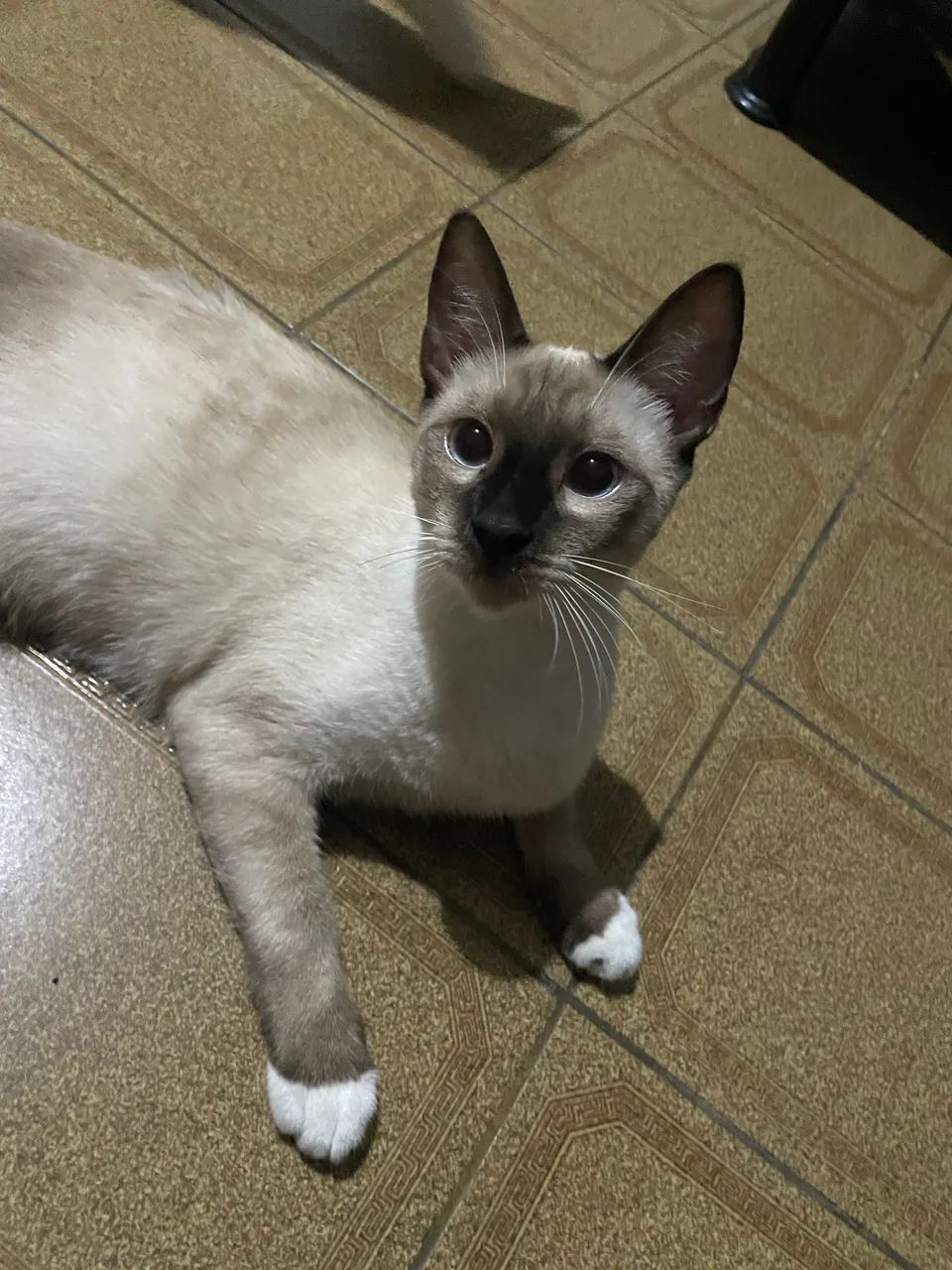 ADOÇÃO RESPONSÁVEL  - Foto 2