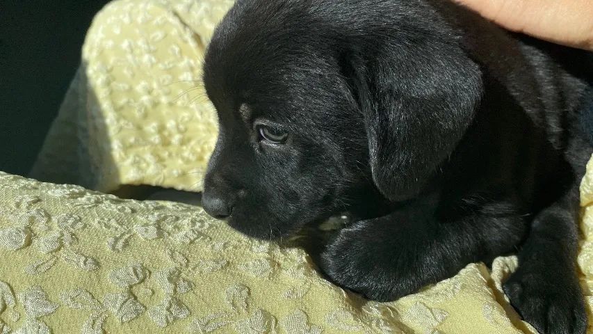 cachorro doação  - Foto 2