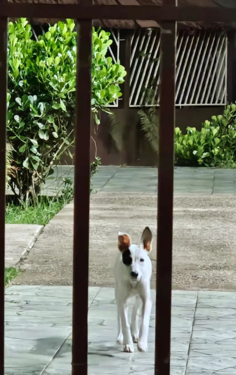 Cachorrinho dócil adoção  - Foto 3