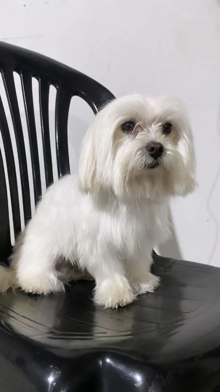 Maltês macho  - Foto 2