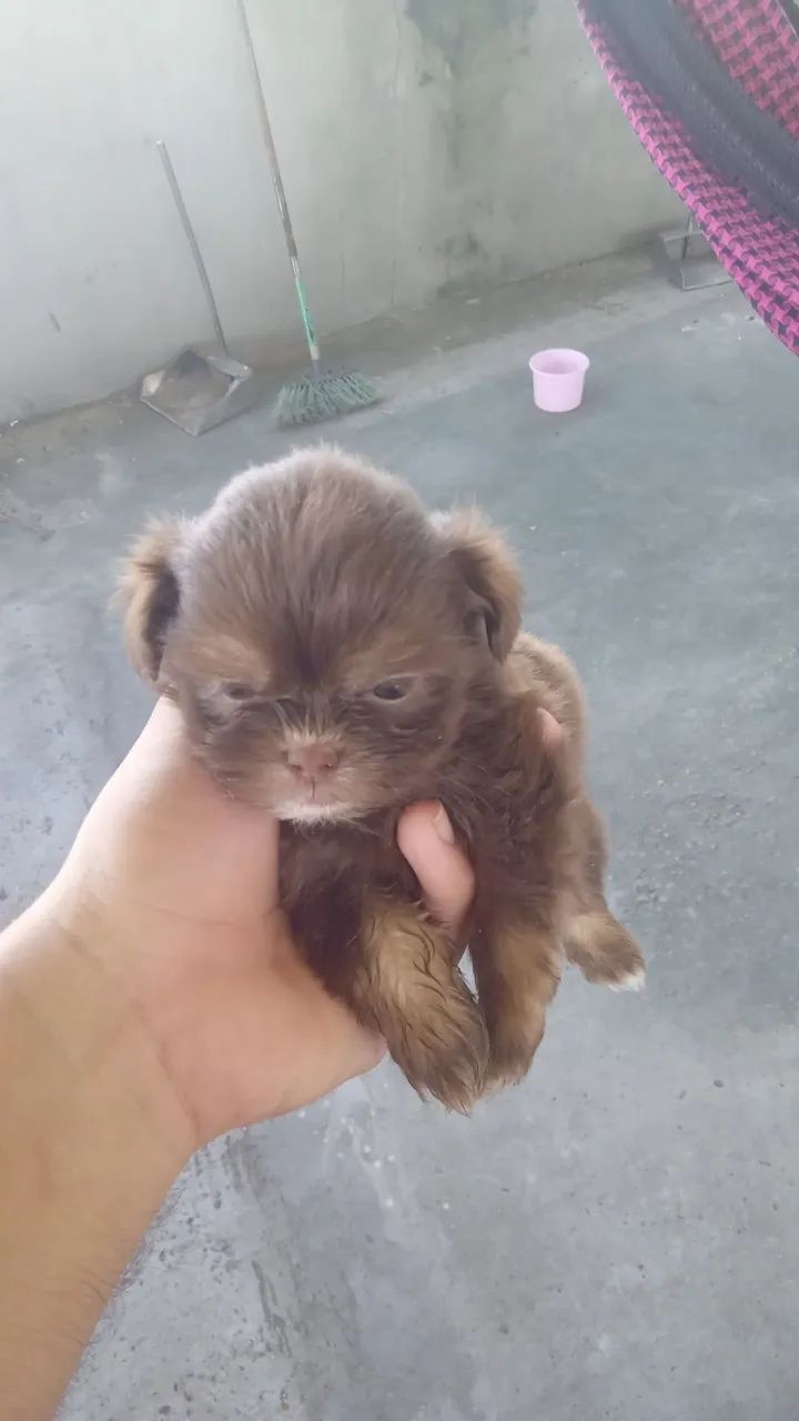 Cachorro shitsu - Foto 3