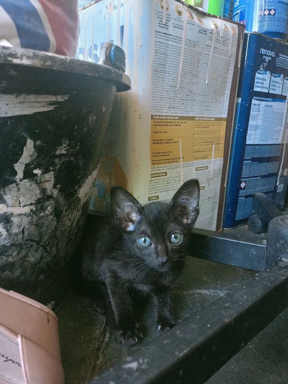 Doação de gatas - Foto 2