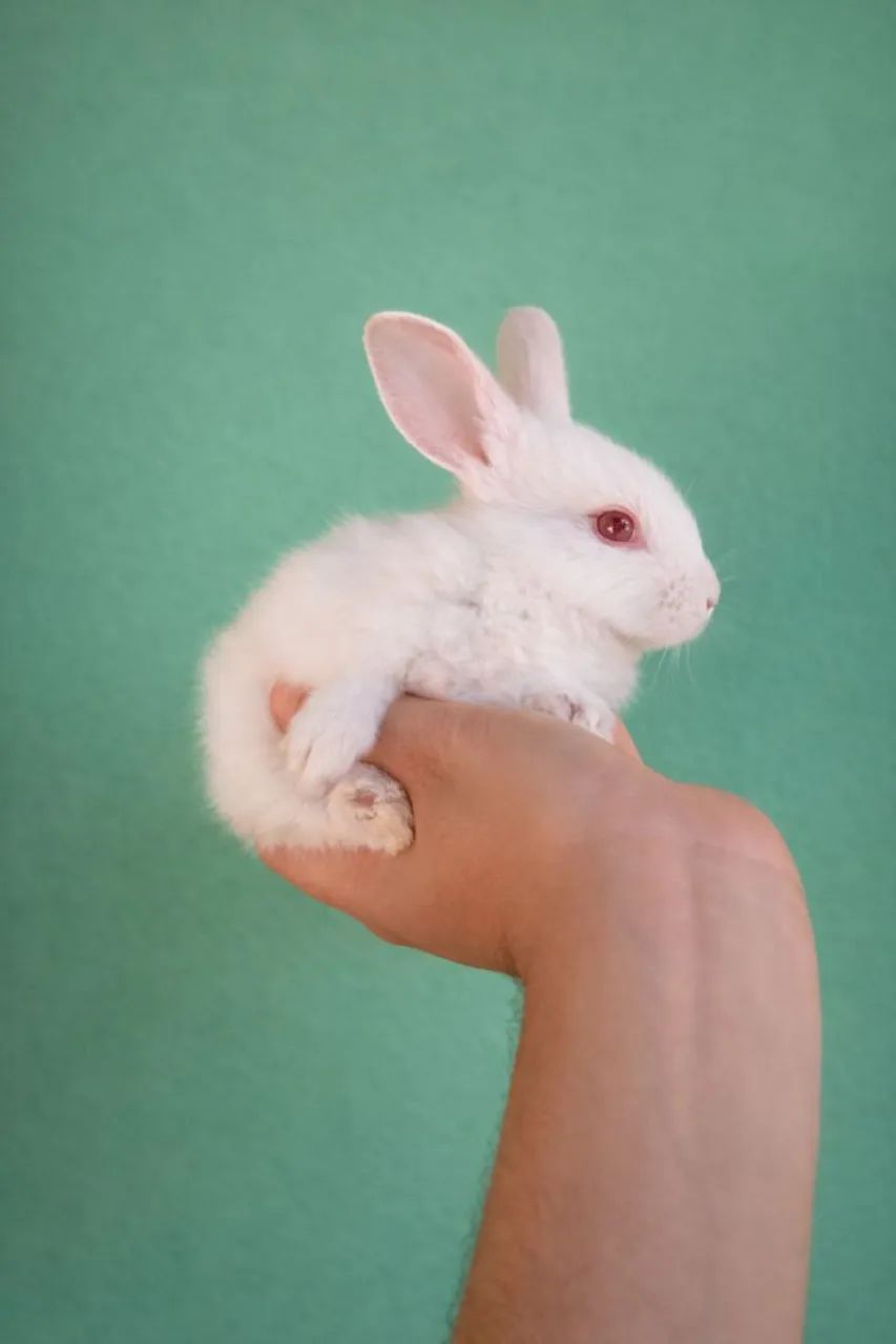 Vende-se coelhos - Foto 4