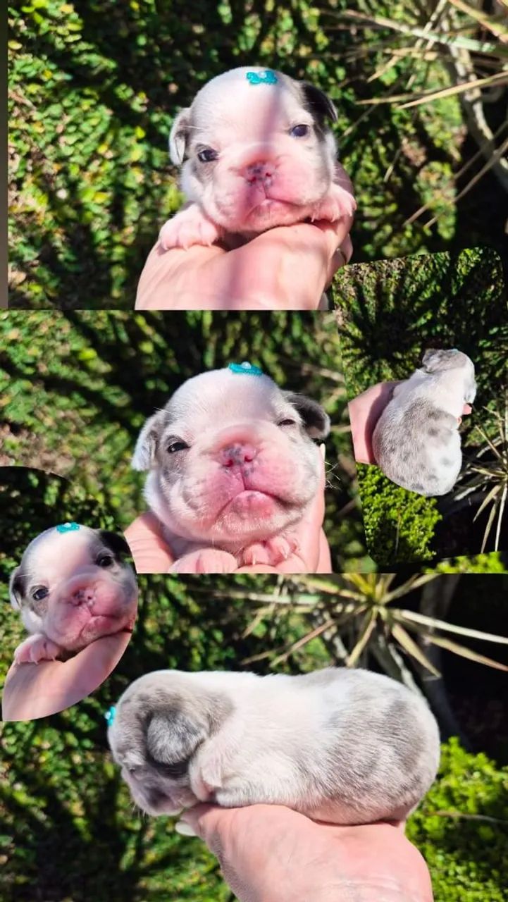 Buldogue Frances - Foto 2