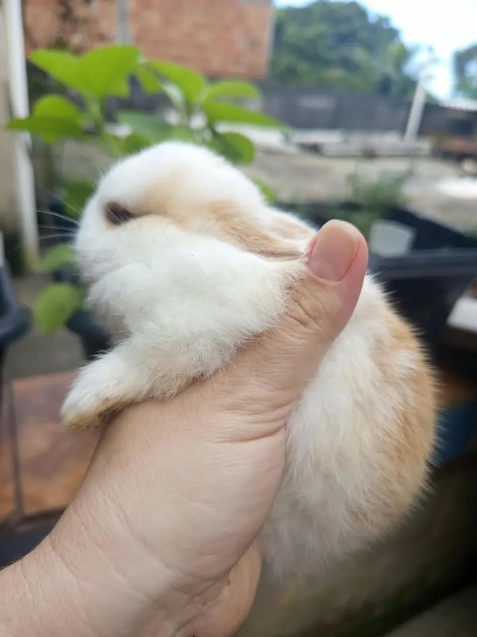 Mini coelhos - Netherland Dwarf